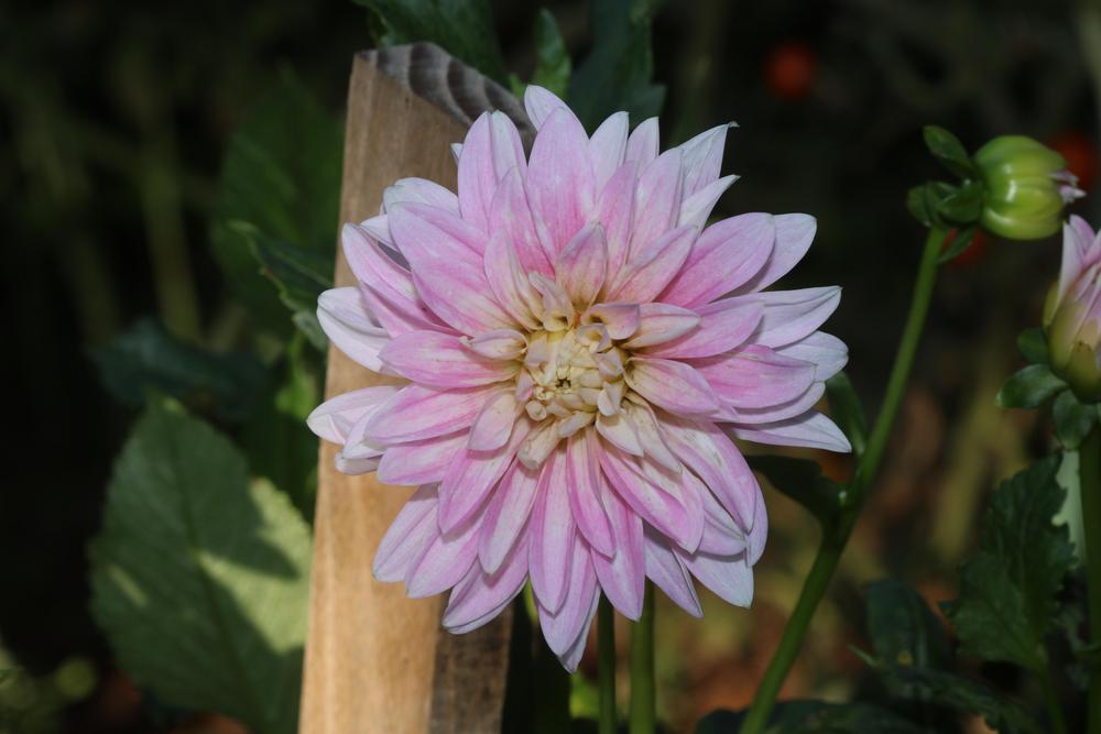 Photo of Dahlia 'Alloway Candy' uploaded by luvsgrtdanes