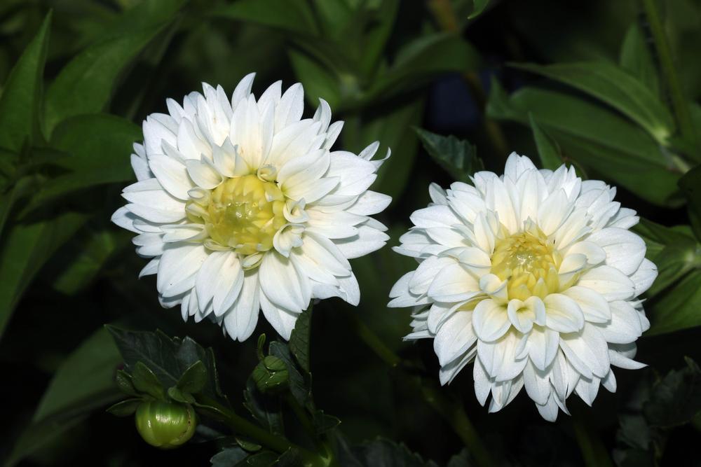 Photo of Dahlia 'White Fawn' uploaded by luvsgrtdanes