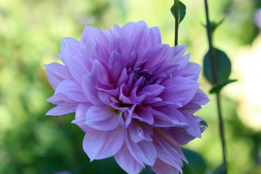 Photo of Dahlia 'Lavender Perfection' uploaded by luvsgrtdanes