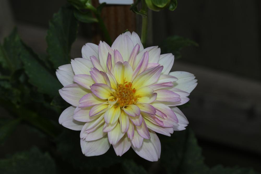 Photo of Dahlia 'Bliss' uploaded by luvsgrtdanes
