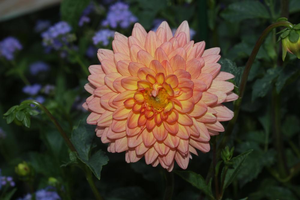 Photo of Dahlia 'Summer's End' uploaded by luvsgrtdanes