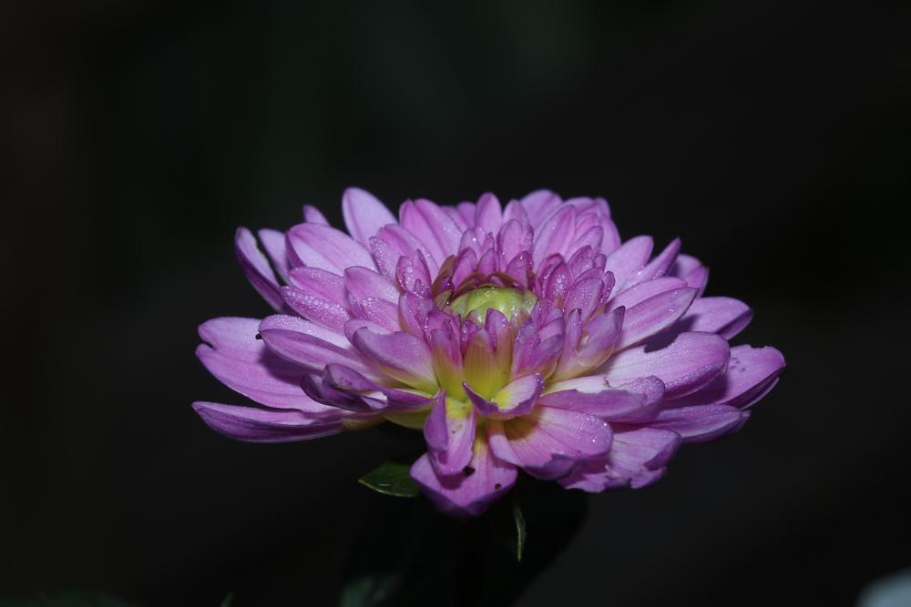 Photo of Dahlia 'Little Blessings' uploaded by luvsgrtdanes