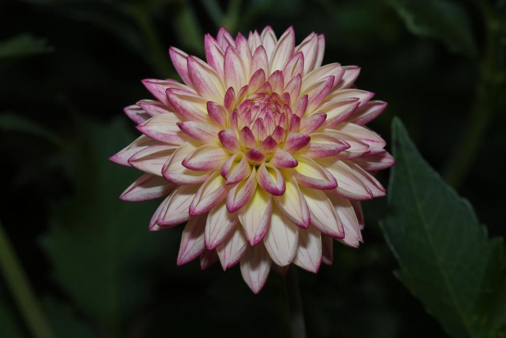 Photo of Dahlia 'Valley Porcupine' uploaded by luvsgrtdanes
