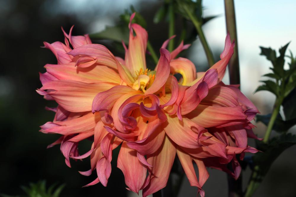 Photo of Dahlia 'Just Peachy' uploaded by luvsgrtdanes