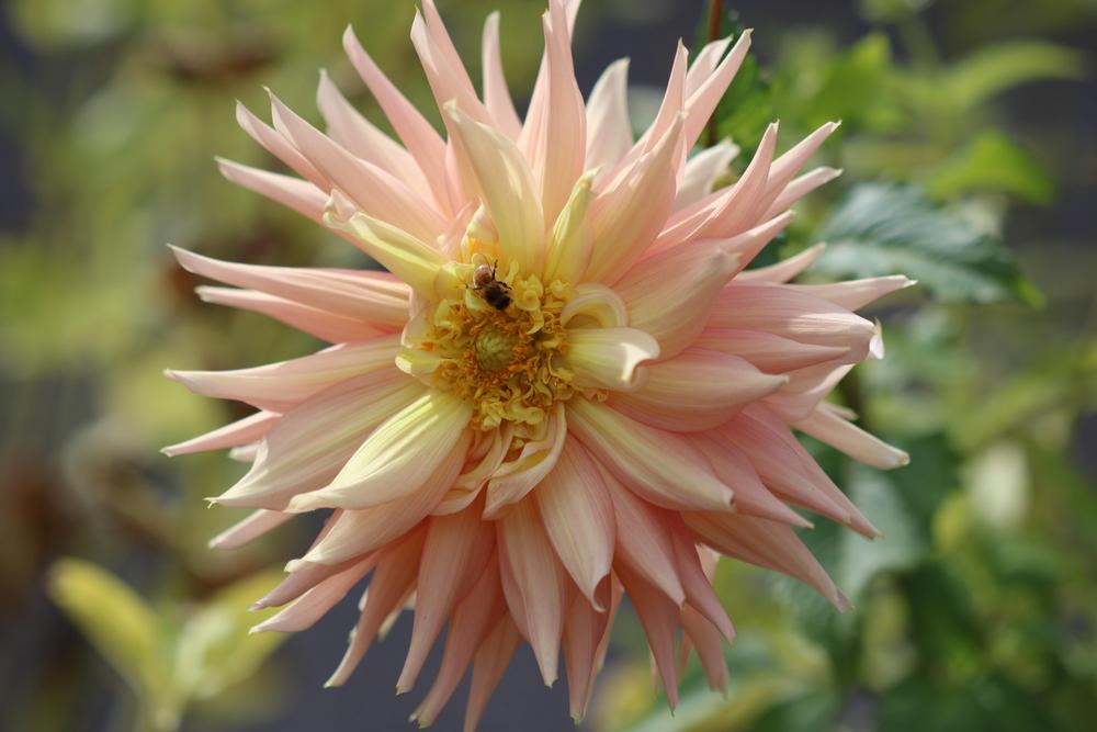 Photo of Dahlia 'Surprise' uploaded by luvsgrtdanes