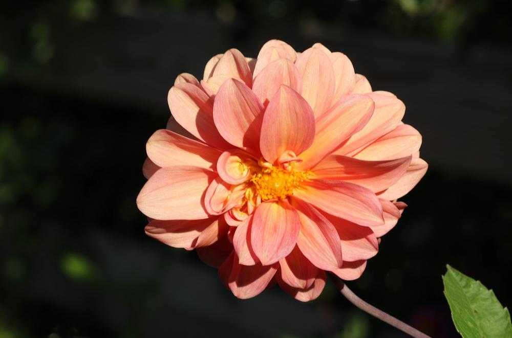 Photo of Dahlia 'Bloomquist Philly' uploaded by luvsgrtdanes