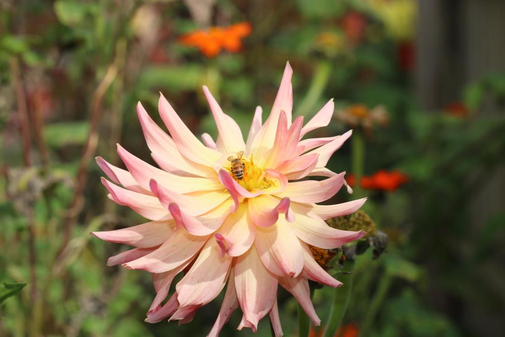 Photo of Dahlia 'Normandy Sweet Lucy' uploaded by luvsgrtdanes