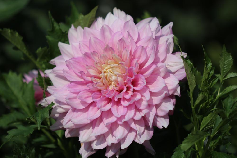 Photo of Dahlia 'Mother's Love' uploaded by luvsgrtdanes