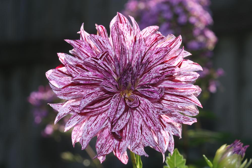 Photo of Dahlia 'Hollyhill Bewitched' uploaded by luvsgrtdanes