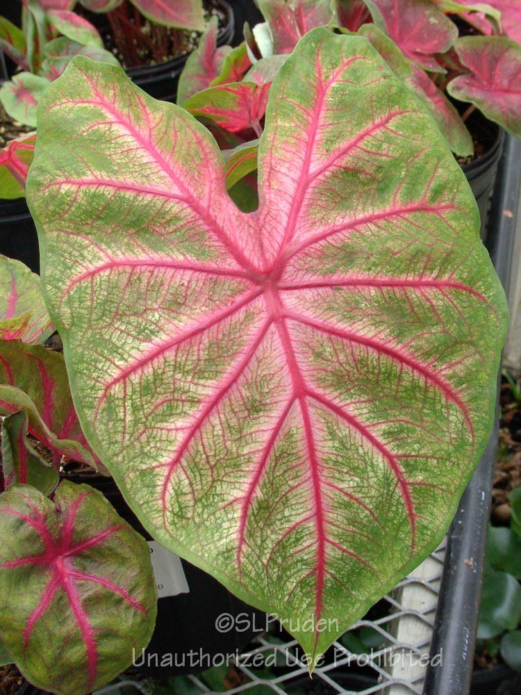 Photo of Fancy-leaf Caladium (Caladium 'Fannie Munson') uploaded by DaylilySLP