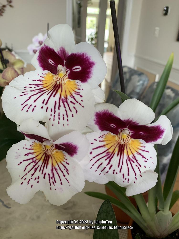 Photo of Pansy Orchid (Miltoniopsis) uploaded by JebobaTea