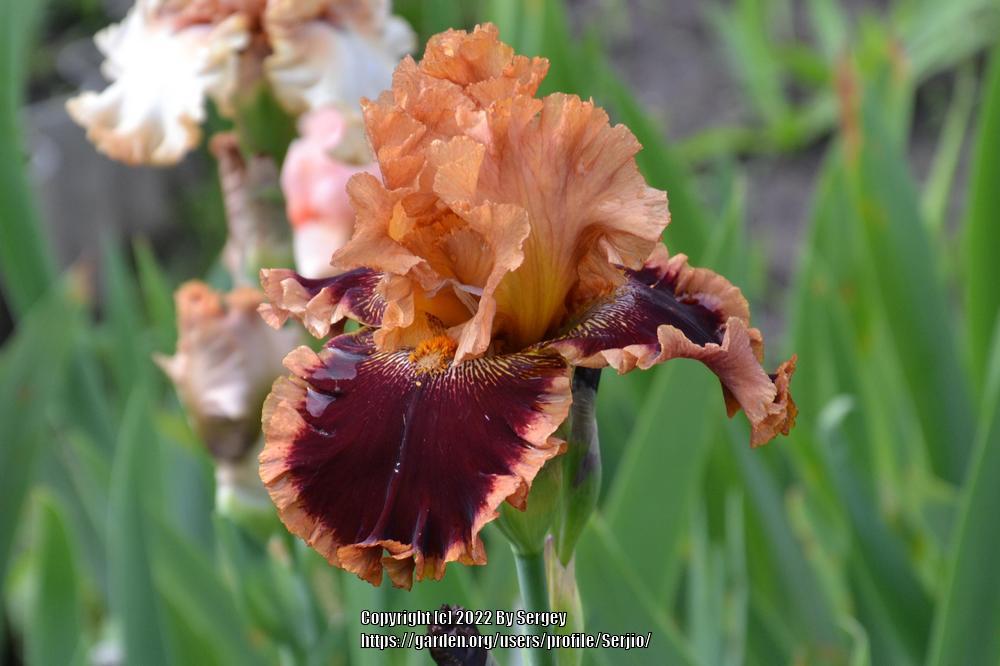 Photo of Tall Bearded Iris (Iris 'Olimpiyskiy Mishka') uploaded by Serjio