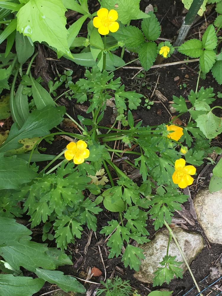 Photo of Creeping Buttercup (Ranunculus repens) uploaded by antsinmypants