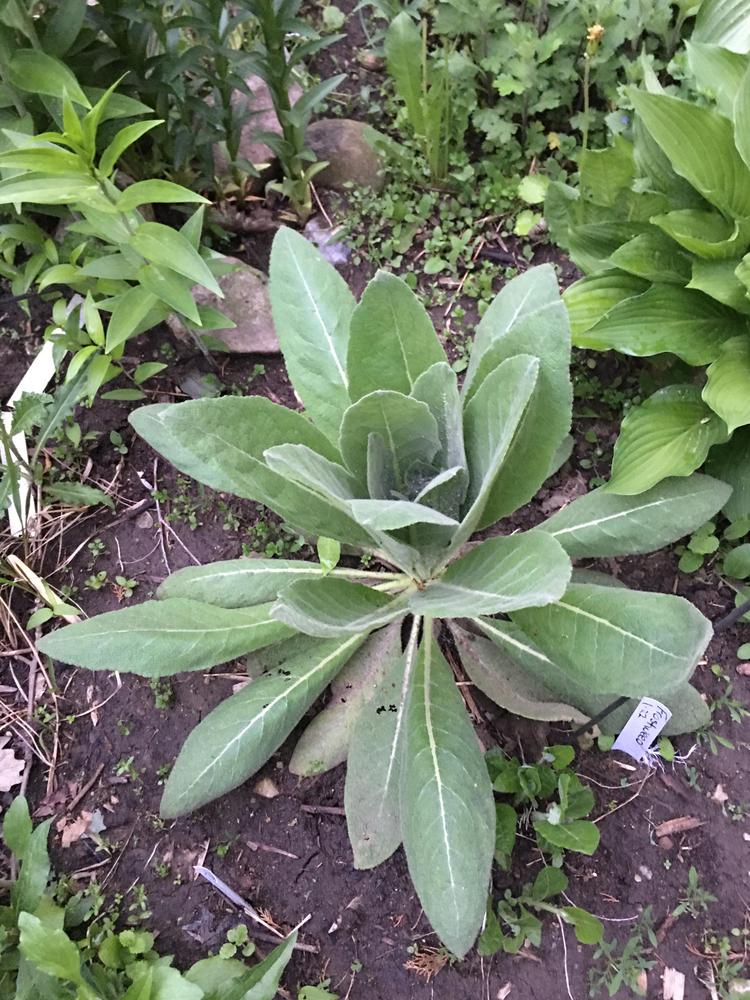 Photo of Mullein (Verbascum) uploaded by antsinmypants