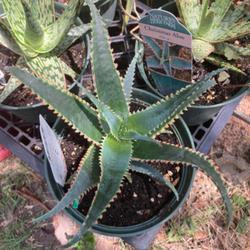 Location: Houston, Texas
Date: June 2022
Sold mislabeled with several other hybrids as a “Christmas Aloe