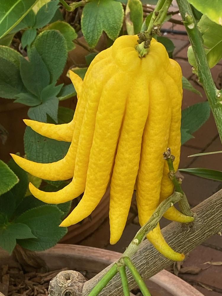 Photo of Citron (Citrus medica) uploaded by SL_gardener