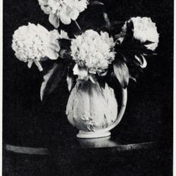 
Date: c. 1929
photo by Mrs A L Fowlkes from the 1929 catalog, Mohican Peony Gar
