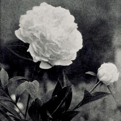 
Date: c. 1929
photo by Mrs Frank Pagan from the 1929 catalog, Mohican Peony Gar