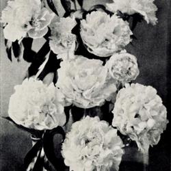 
Date: c. 1929
photo by D W Morden from the 1929 catalog, Mohican Peony Gardens.