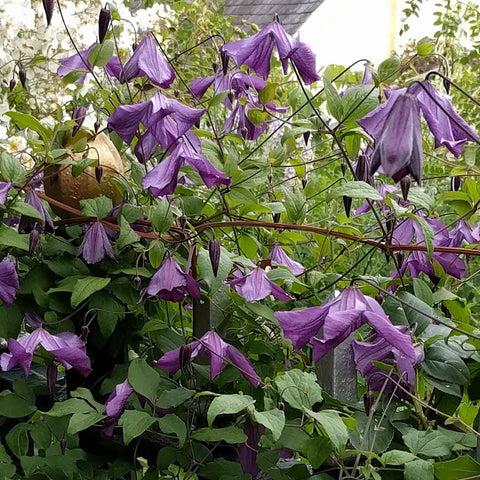 Photo of Clematis (Clematis viticella 'Little Bas') uploaded by Calif_Sue
