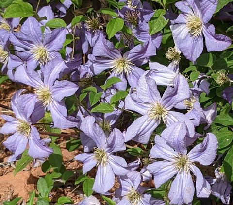Photo of Clematis 'Prince Charles' uploaded by Calif_Sue