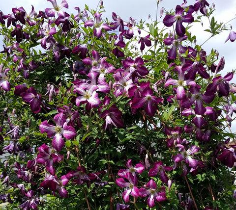 Photo of Clematis (Clematis viticella 'Walenburg') uploaded by Calif_Sue