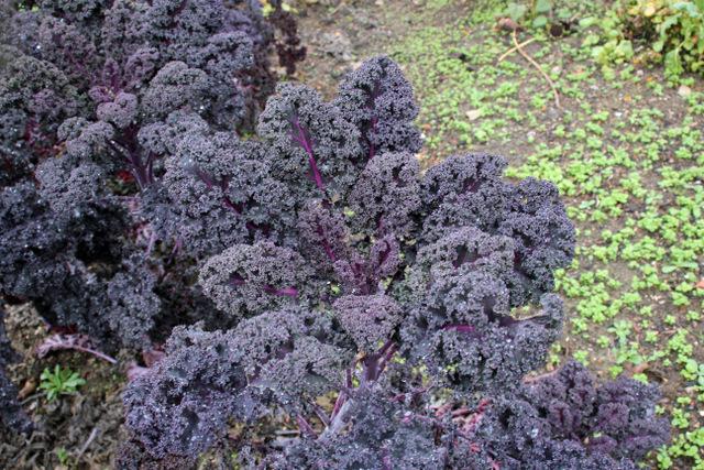 Photo of Kale (Brassica oleracea var. viridis 'Redbor') uploaded by RuuddeBlock