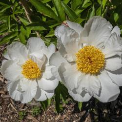Location: W E Upjohn Peony Garden, Nichols Arboretum, Ann Arbor
Date: 2019-06-07
Blooms on a young plant