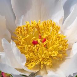 Location: W E Upjohn Peony Garden, Nichols Arboretum, Ann Arbor
Date: 2018-5-30
The dense mass of all yellow stamens (anthers and filaments) can 