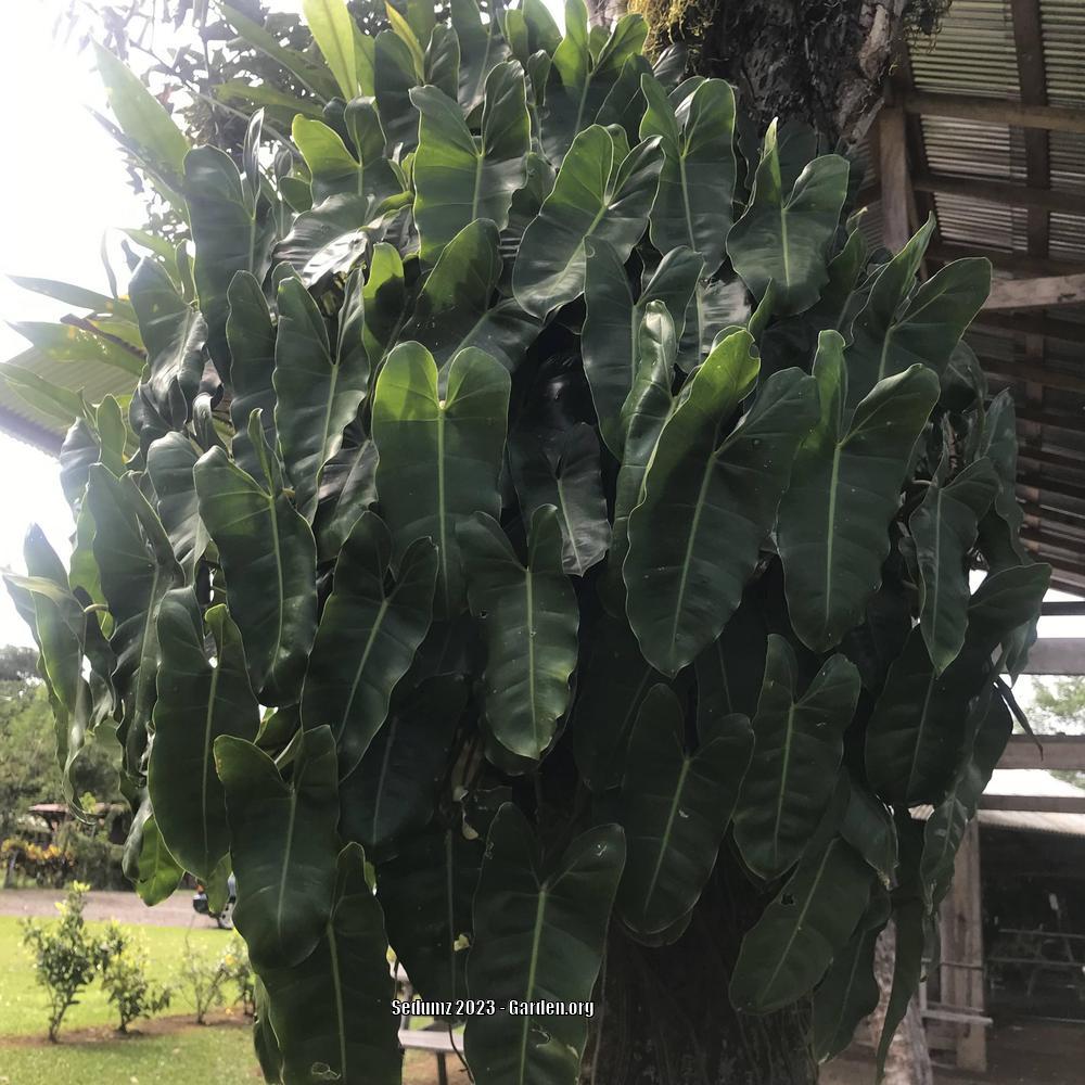Photo of Philodendrons (Philodendron) uploaded by sedumzz
