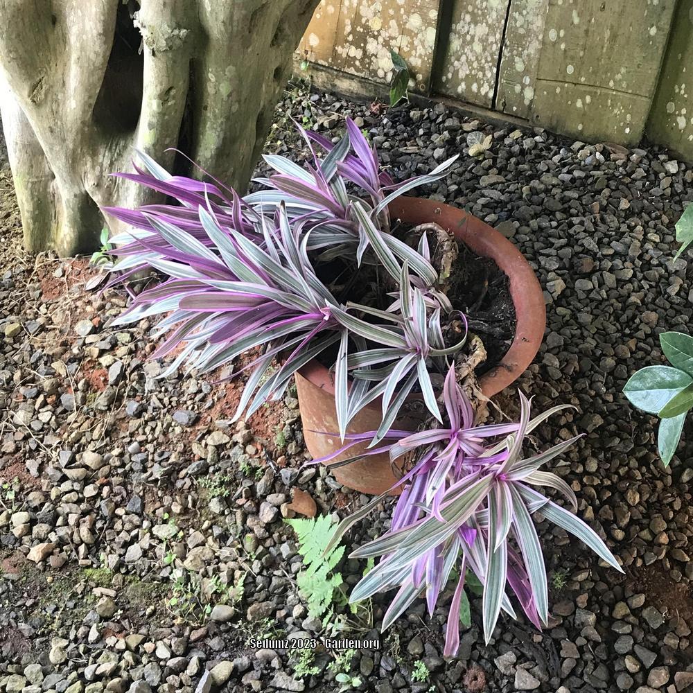 Photo of Variegated Oyster Plant (Tradescantia spathacea 'Sitara') uploaded by sedumzz