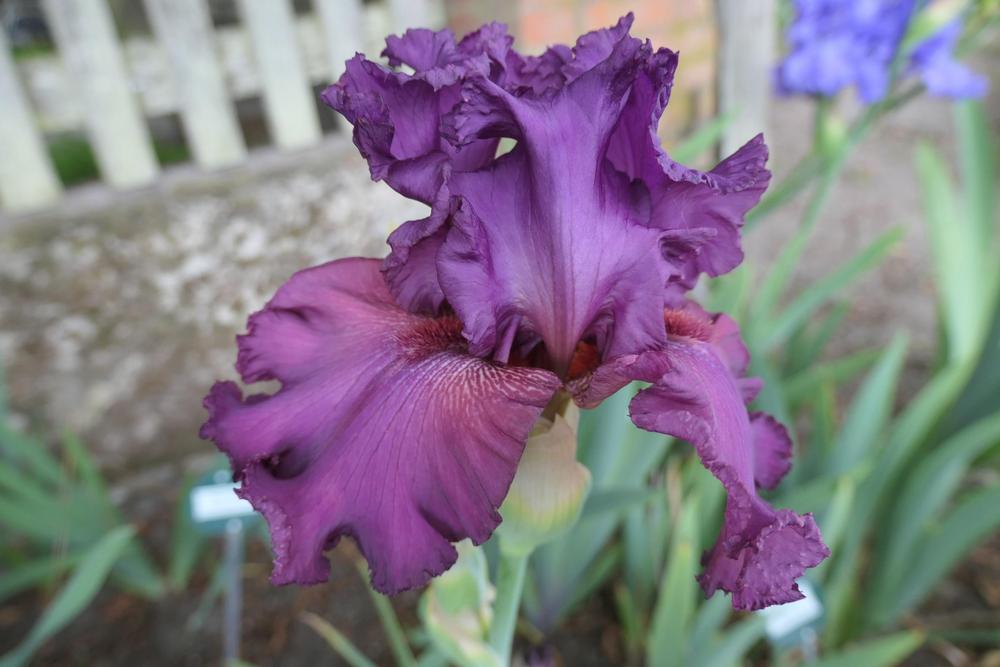 Photo of Tall Bearded Iris (Iris 'Ambroisie') uploaded by Caruso