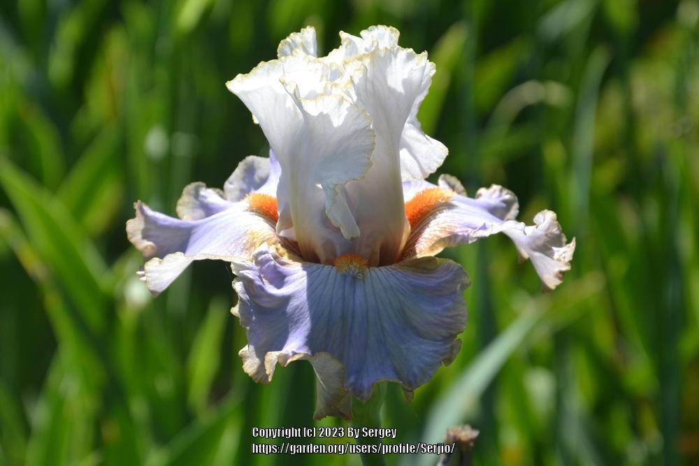 Photo of Tall Bearded Iris (Iris 'Wired') uploaded by Serjio