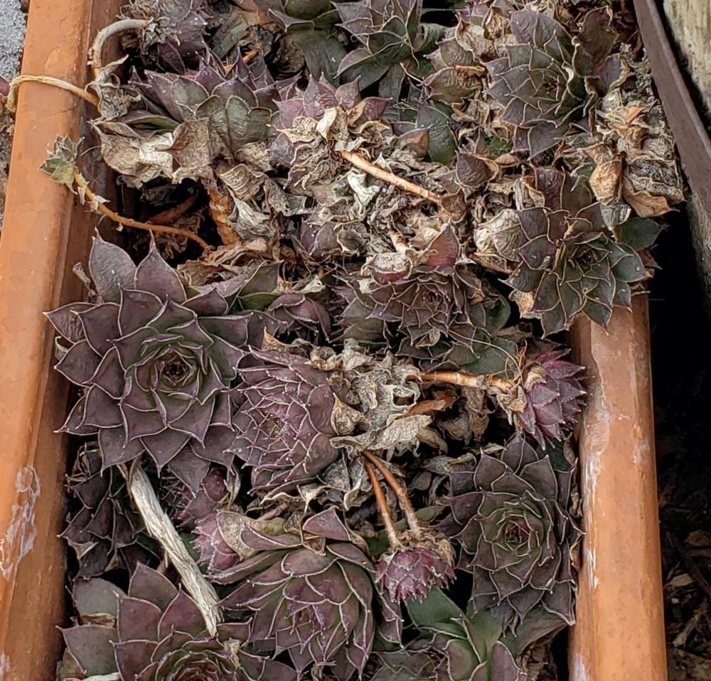 Photo of Hen and Chicks (Sempervivum 'Anka') uploaded by katesflowers