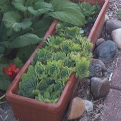Location: Michigan, growing zone 4b
Date: 2018-07-19
Hens & Chicks-Container Grown