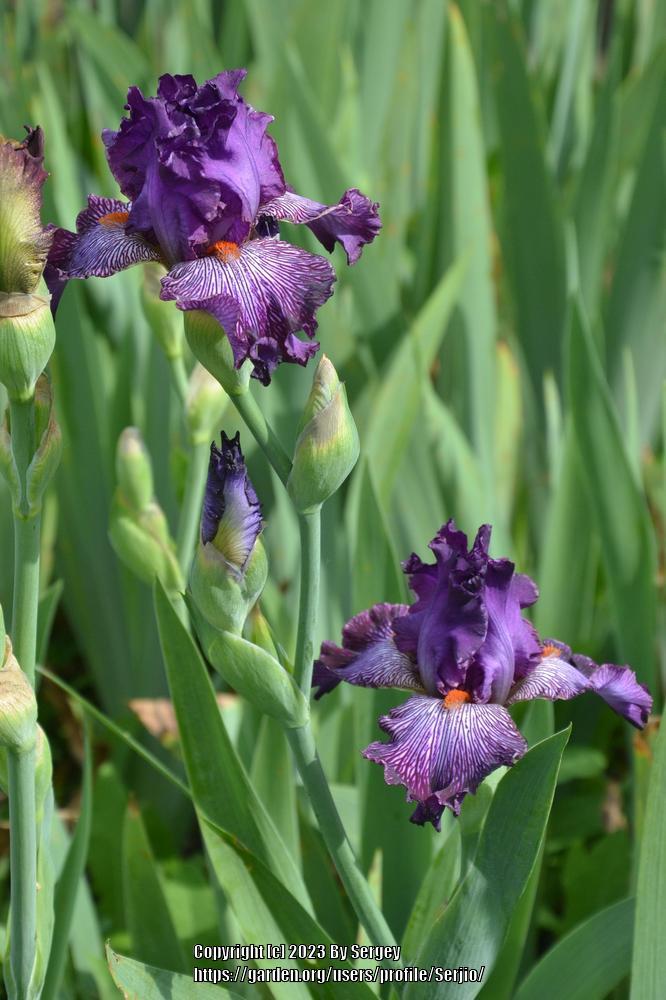 Photo of Tall Bearded Iris (Iris 'William Mark King') uploaded by Serjio