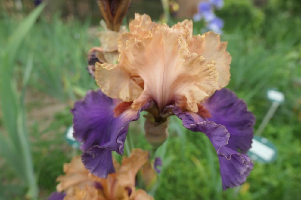 Photo of Tall Bearded Iris (Iris 'Broken Heart') uploaded by Caruso