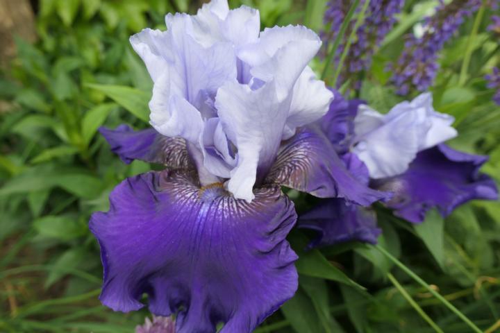 Photo of Tall Bearded Iris (Iris 'Best Bet') uploaded by Caruso