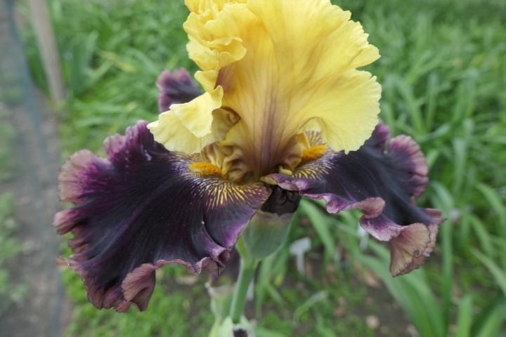 Photo of Tall Bearded Iris (Iris 'Flashinator') uploaded by Caruso