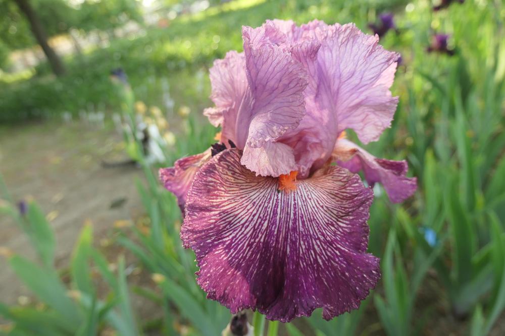 Photo of Tall Bearded Iris (Iris 'Anything Goes') uploaded by Caruso