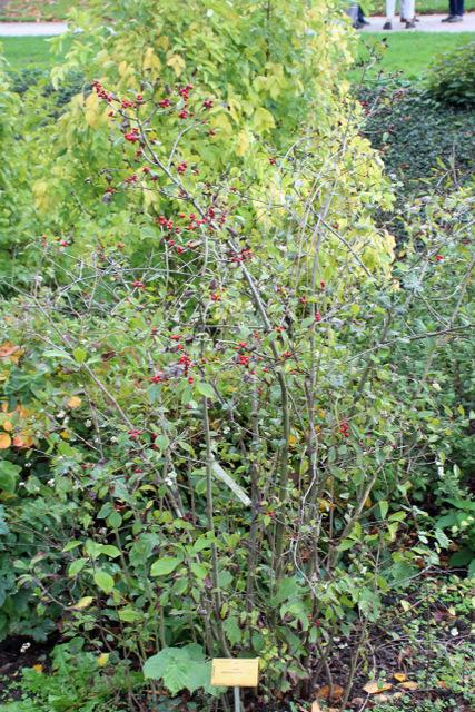 Photo of Winterberry (Ilex verticillata) uploaded by RuuddeBlock