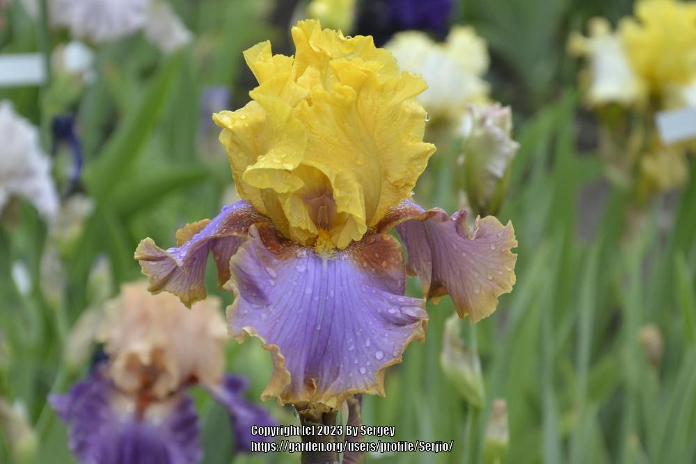 Photo of Tall Bearded Iris (Iris 'Waimea Canyon Sunrise') uploaded by Serjio