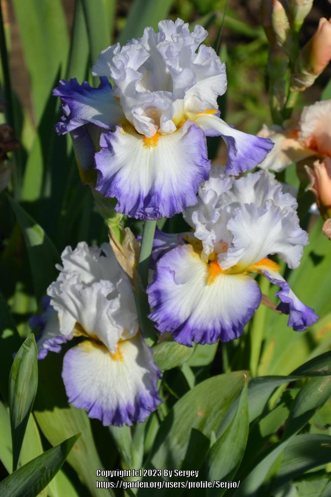 Photo of Tall Bearded Iris (Iris 'Watercolor Print') uploaded by Serjio