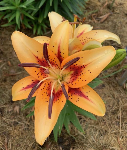 Photo of Lily (Lilium 'Hotel California') uploaded by jkporter