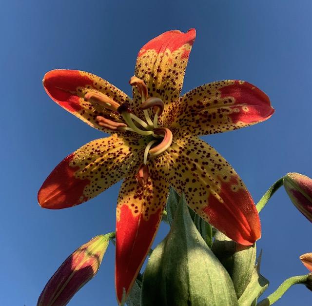 Photo of Lily (Lilium 'Fusion') uploaded by jkporter