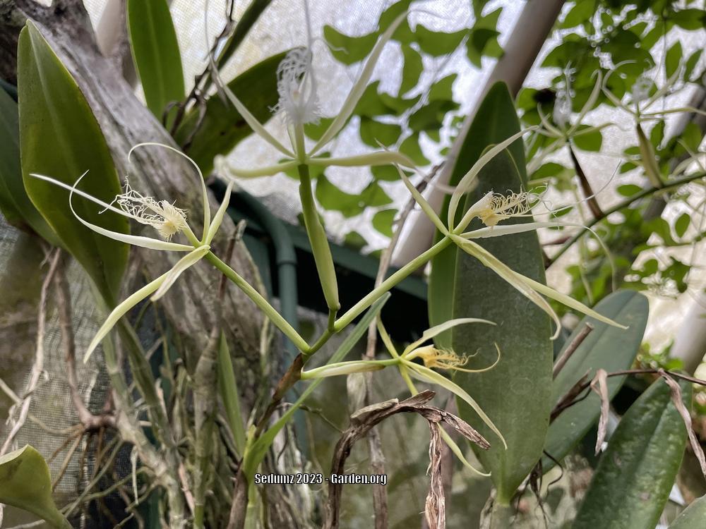 Photo of Orchid (Epidendrum ciliare) uploaded by sedumzz