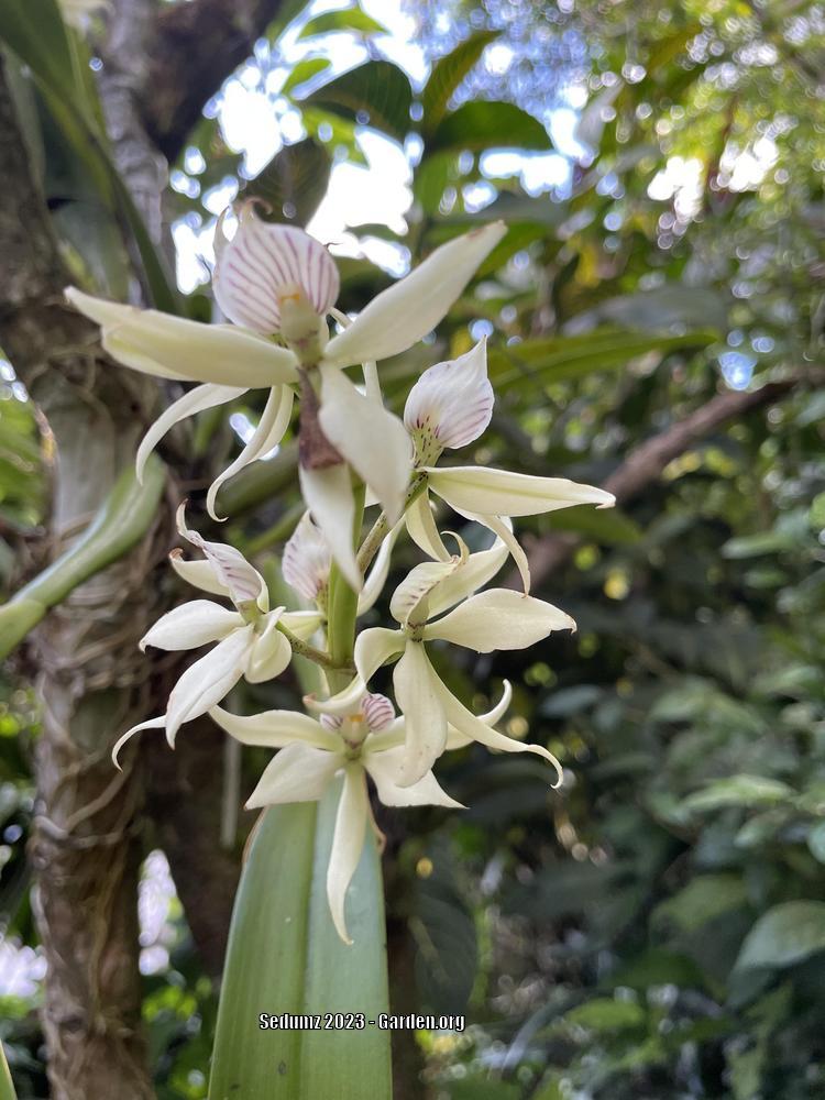 Photo of Clamshell Orchid (Prosthechea fragrans) uploaded by sedumzz