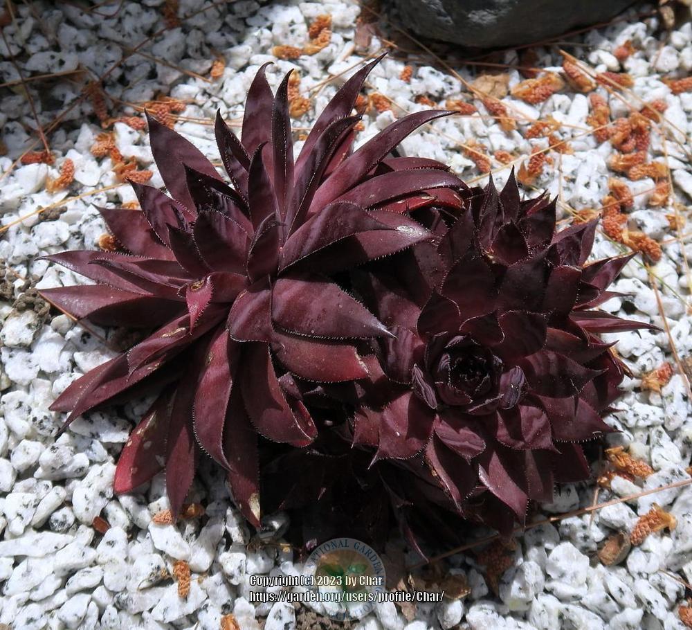 Photo of Hen and Chicks (Sempervivum 'Jet') uploaded by Char
