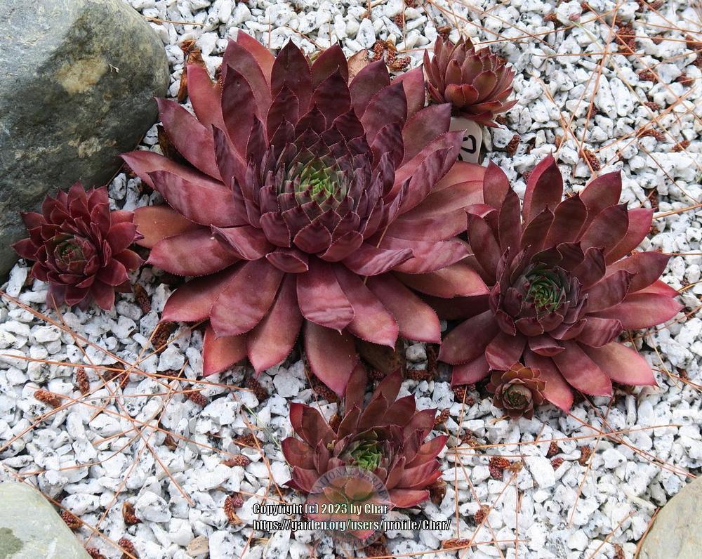 Photo of Hen and Chicks (Sempervivum 'Peggy') uploaded by Char