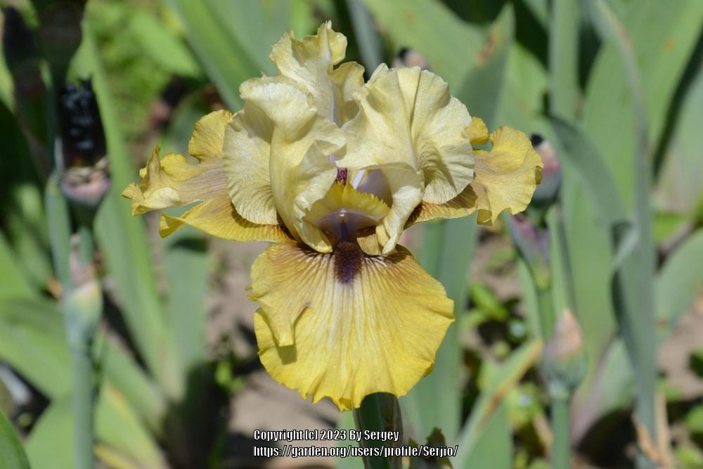 Photo of Tall Bearded Iris (Iris 'Via Con Me') uploaded by Serjio